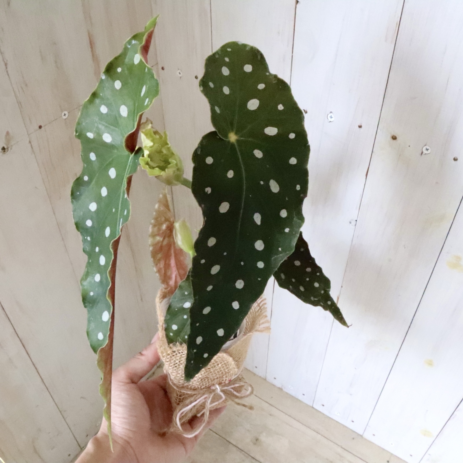 希少♡斑入り♡エバーフレッシュ♡ネムの木♡観葉植物♡インテリア♡ 希少♡斑入り♡エバーフレッシュ♡ネムの木♡観葉植物