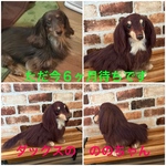 羊毛フェルトオーダー（抱っこ出来る大きさ）シェルティ  柴犬 トイプードル コーギー ポメラニアン チワワ ペキニーズ ダックス他相談してね