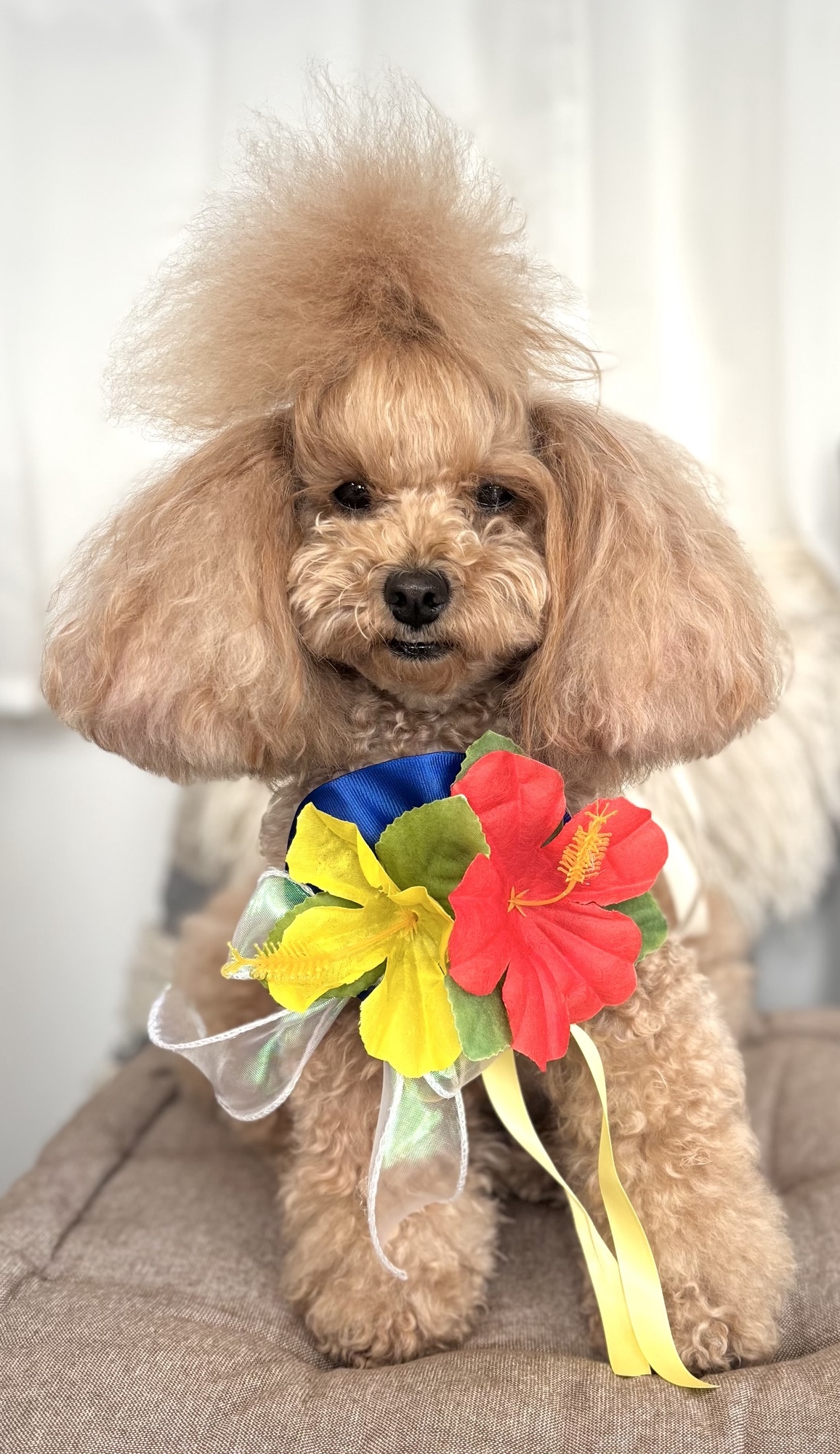 楽天市場】特価！！猫用首輪 ☆ お花 キラキラ ビジュー 首輪 【タイプ