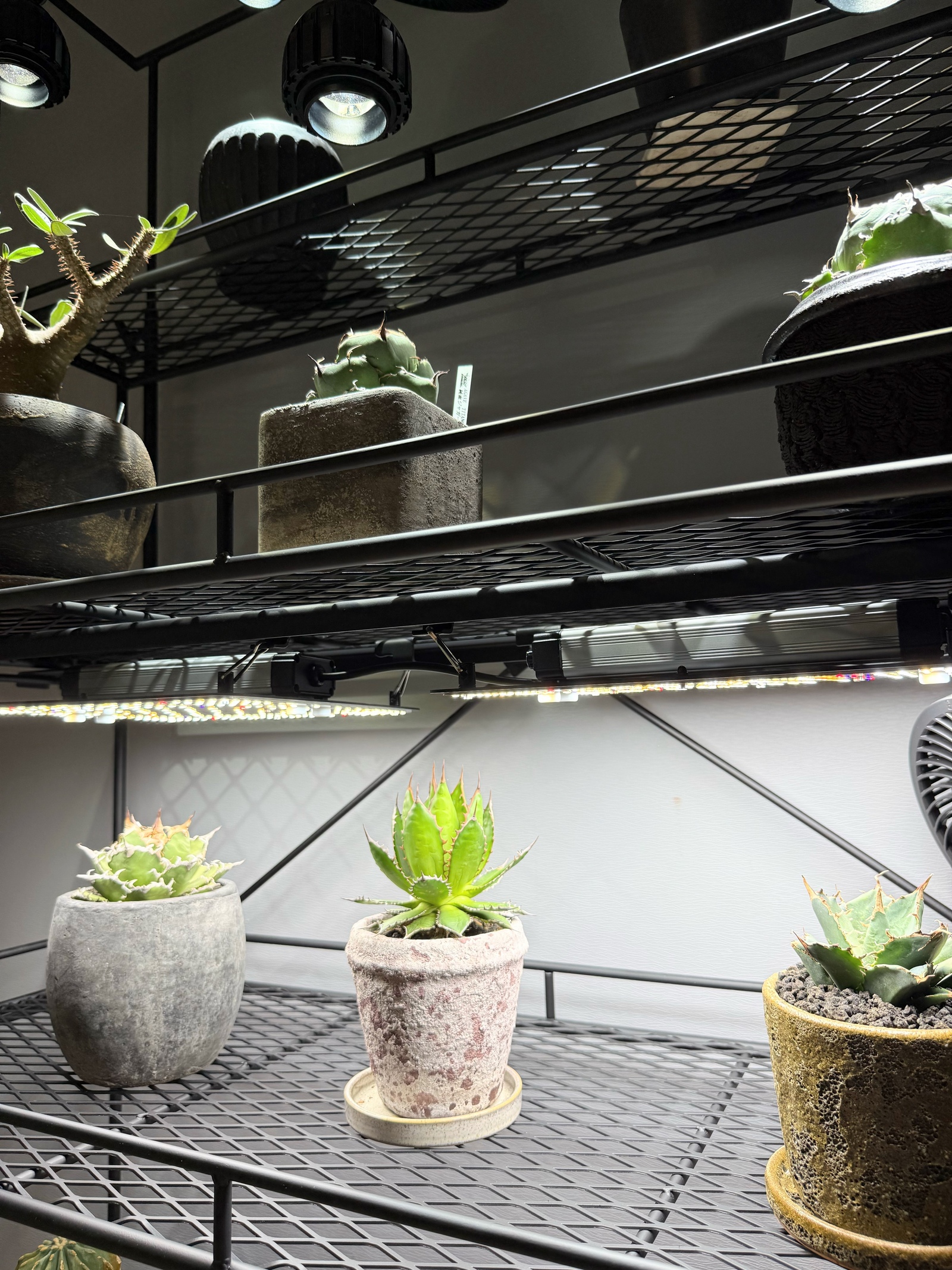 植物棚 ライティングレール ボタニカルシェルフ アイアン