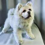 アートドール『ラダ』,サモエドの子犬,