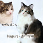羊毛フェルト【うちの子】オーダー　*** 夢の屋 ***