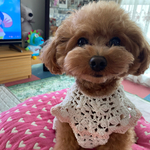 試作品プライス 犬のサマーニット №1050 スモックタイプのワンピース ホワイト
