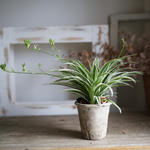 オリズルランのホワイトモスポット植え