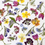 残りわずか！押し花スペシャルミックス