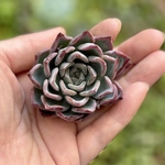 ブラックスワン　エケベリア　韓国苗　多肉植物