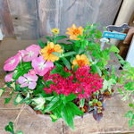 現品SALE♡【6種類たっぷり寄せ植え】ベージュ系樹脂器♪ミニウッドピックつき♡素敵ガーデニング