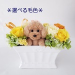 【受注販売】プリザーブドフラワーとトイプードル〈選べる毛色〉