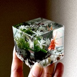  【 個展後通販✴︎金魚感謝祭】8/9 21時〜販売予定☆CUBE水槽⭐︎5cm