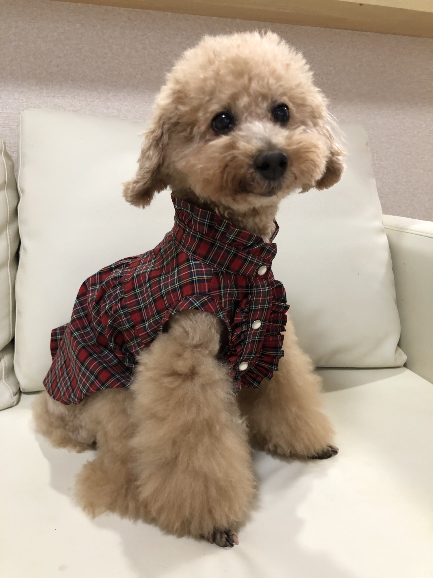 犬服ハンドメイド＊タータンチェックなギャザーワンピ 犬服ハンドメイド＊タータンチェックなギャザーワンピ 犬服ワンピース