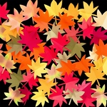 もみじ　の葉っぱ　壁面