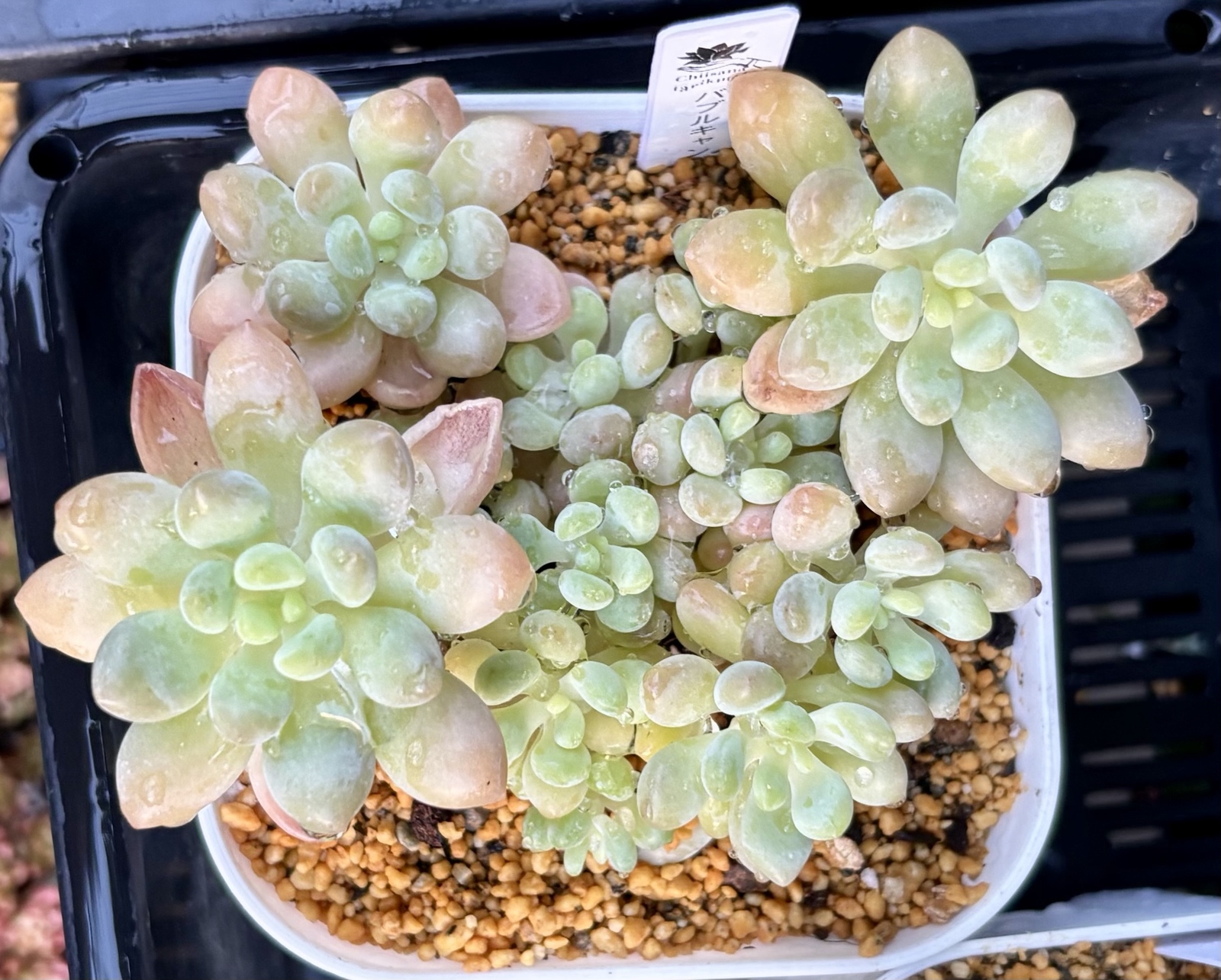 多肉植物 韓国苗 ピンクジェニー 木立 抜き苗