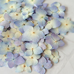 【押し花】あじさい　ブルー系　花材　素材