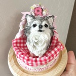 手乗りわんこ 他　チワワ