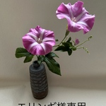 クレイフラワー　朝顔