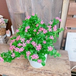 現品！大特価♡夏SALE！【夏花火ガーデニング】ホワイト系ブリキ鉢♡ たくさんの小花が長く楽しめる寄せ植え♡日々草