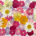 ノースポール・バーベナ・ビオラ・バラの花びら・押し花素材☆花材