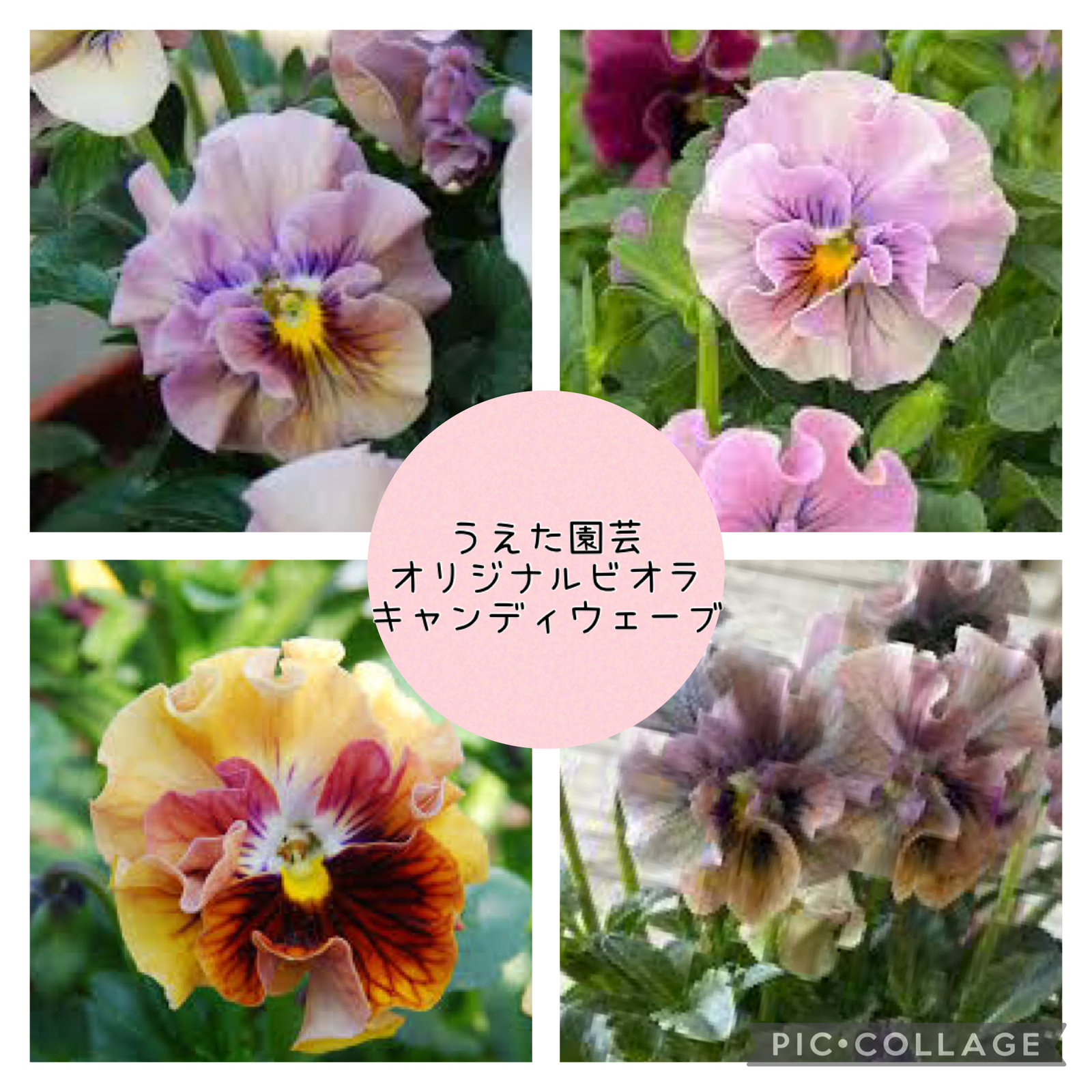 フェデネージュ ブルー♡パンジー ビオラ 桂楓園×k-plantsコラボ - Le
