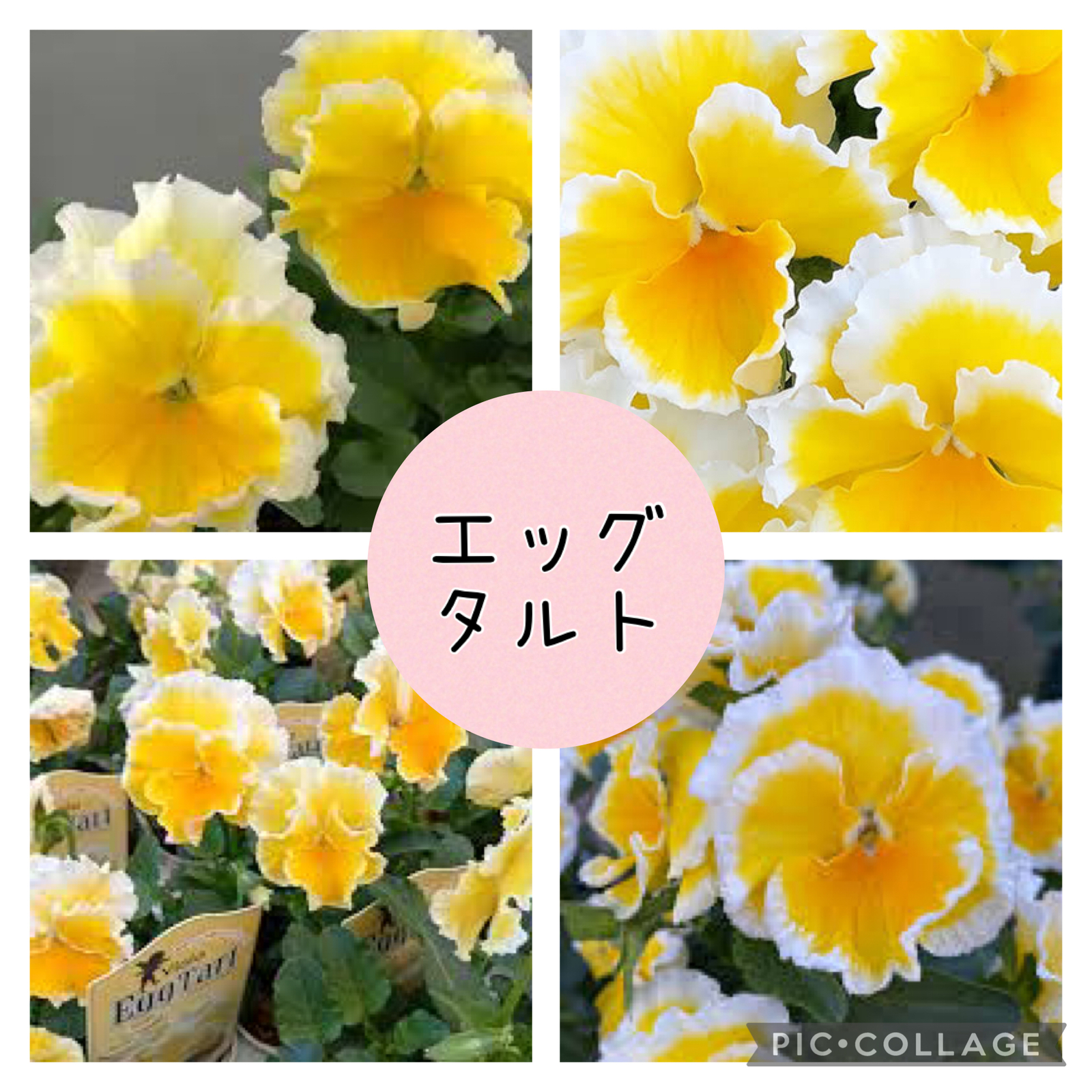 廃盤！ローラアシュレイ 27センチ鉢 ホワイト 植木鉢 プランター