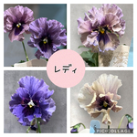 石川園芸 レディ♡流通量の少ない希少なビオラ♡パンジー