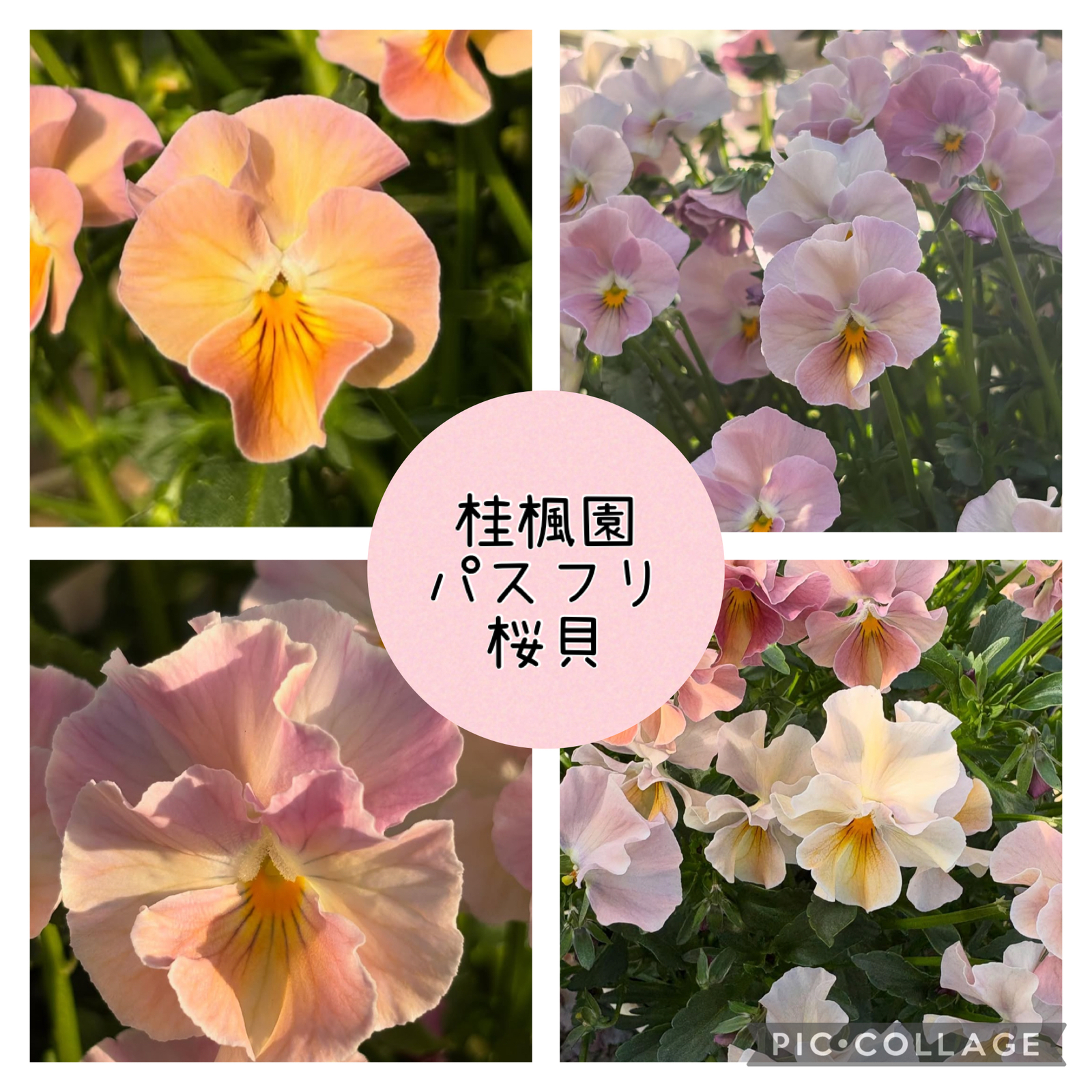 廃盤！ローラアシュレイ プランター 植木鉢 グレー♡RHS グラス