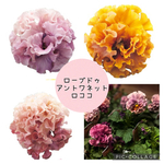 強フリルパンジー♡ローブドゥアントワネット ロココ♡ドレスのような豪華なお花です♡