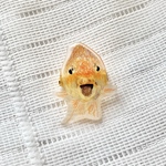 【飼い主さん専用】うちの子ブローチ 金ちゃん