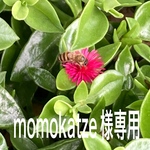 momokatze様専用ページ  扇子入れオーダー