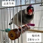 鳥　止まり木　桜の木
