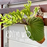 bika-009 ゆうパック 送料無料 frog_yamato【ridleyi Center Borneo wild】リドレイ ワイルド 株 ボルネオ ビカクシダ コウモリラン ケロスポ