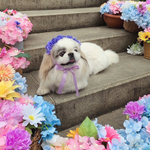 【在庫限り】【特別価格】紫陽花 花冠 くすんだ パープル ♡ 紫陽花アフロ カチューシャ ヘッドドレス 犬 猫 ペット 帽子 アジサイ かぶりもの 被り物 誕生日 うちの子記念日 花 冠 バースデー