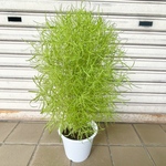 ふわふわ可愛い 秋色 グリーン コキア ホウキグサ ホウキソウ （5号鉢 高さ40-50cm）