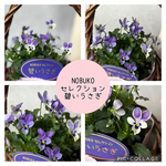 コオロギノブコ♡碧いうさぎ♡小輪ビオラ♡人気の品種　希少　ラビット系　寄せ植え