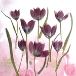 チューリップの押し花