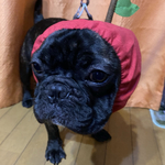 M リンゴちゃん犬用スヌード