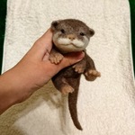 カワウソの赤ちゃん