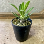 塊根植物　パキボディウム　ホロンベンセ