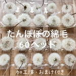たんぽぽの綿毛 10輪 花材 タンポポ ドライフラワー
