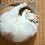 わずか13g 一気におしゃれキャットに！安全と可愛いを叶えるマクラメ猫チョーカー