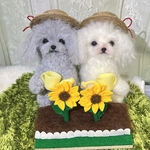 ♡kogonta様専用ページ♡トイプードル　羊毛フェルト