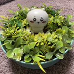 グリーン  ちいかわ