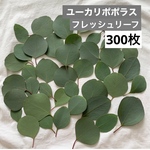 ユーカリポポラス　フレッシュ　リーフ　約300枚