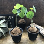 超希少♡ステファニア♡エレクタ♡塊根植物♡