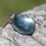 パラレルワールド（Soul Reflection）：波動玉®【現品一点物】