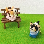 おでかけわんこ　チワワ