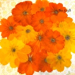 ♡new♡作家様必見♡ 可愛いコスモスお花がいっぱい♡ 押し花セット