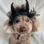 ブラックデビル👿カチューシャ
