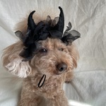 ブラックデビル👿カチューシャ