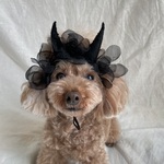 ブラックデビル👿カチューシャ(小さめ)