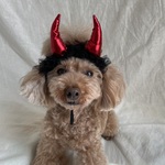 ブラックデビル👿カチューシャ(赤ツノ)